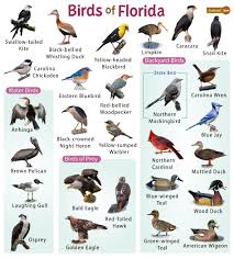 list of common birds found in florida
