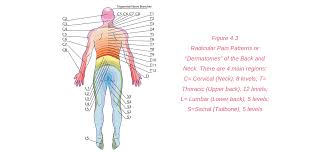 Which organs are in the right upper quadrant? Upper Buttock Pain Sacro Illiac Joint Area Pain