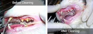 dental disease in your pet
