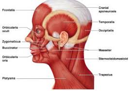 Detailed Facial Muscles Chart 17 Best Images About Anatomy