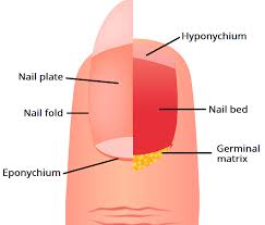 nail bed injury surgical repair