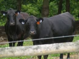 How To Identify Common Breeds Of Beef Cattle Farm And Dairy