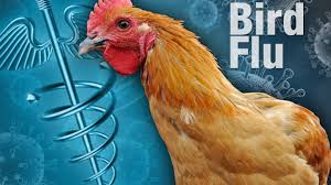 Bird flu viruses infect birds, including chickens, other poultry, and wild birds such as ducks. Bird Flu Introduction Symptoms Causes Risk Factors And Prevention Daneelyunus