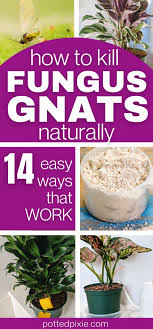 Get Rid Of Gnats In Plants Naturally