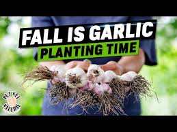Planting Garlic Complete Guide To