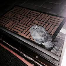 was that dead pigeon a sign smiling