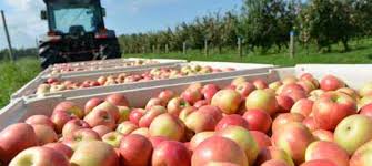 About New York State Apples Ny Apple Sales