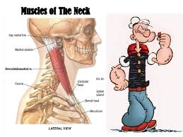 Just like the other joints in your body, your neck joints tend to wear down with age. Muscles Of The Neck 1
