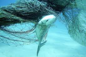 What pets are most popular in big cities. To Stop The Deaths Of Countless Marine Animals We Need To Tag Fishing Gear World Animal Protection