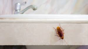 How To Easily Remove Water Bugs From