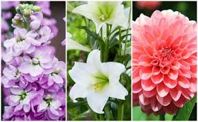 10 british flowers that bloom in july. 10 British Flowers That Bloom In July July Flowers British Grown Flowers British Flowers