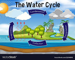 water cycle vector image on VectorStock ...