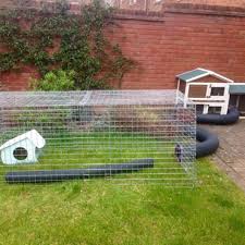 The Ideal Home For Your Guinea Pigs Pdsa