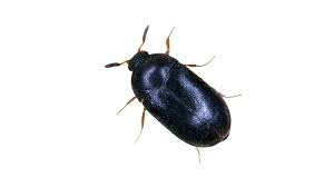 identifying a black carpet beetle