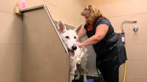 As a tick feeds, its body will swell dramatically, and one tick may. Self Service Dog Wash Near Kent Federal Way Auburn Reber Ranch