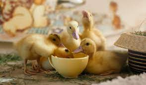 ultimate guide to raising ducks the