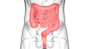 Human Body Organs Digestive System With Large And Small