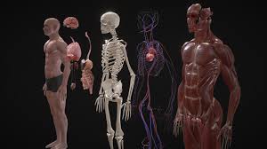 animated full human body anatomy