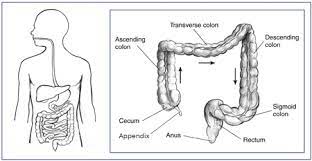 about the lower gi tract niddk