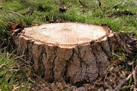 a tree stump plus best