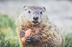 groundhogs and protect your garden
