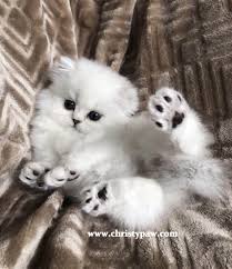 Browse siamese kittens for sale & cats for adoption. Silver Chinchilla Shaded Silver And Golden Persian Kittens For Sale In Missouri Christypaw Persians