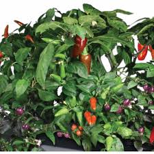 miracle gro aerogarden chili peppers 7