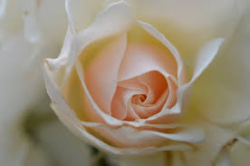 white rose photos free 9 733