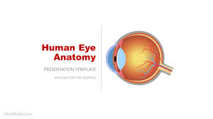 eye anatomy powerpoint template