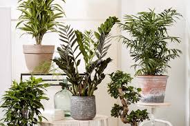 Houseplant Bugs How To Get Rid Of Them