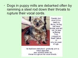 Puppy Mills Have More Behavioral Problems Petfinder    