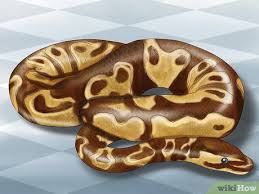 4 ways to care for your ball python