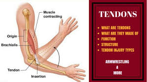 Replicate the below figures with labels in your sketchbook. Tendon Injuries Armwrestling Armwrestling News Xsportnews Com