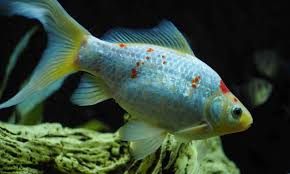how to treat red spot disease in fish