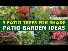 5 Best Patio Trees For Shade Patio