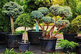 dwarf anese garden juniper tree