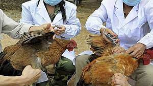 First human case of H3N8 bird flu ...