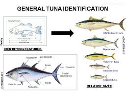 Factsheet Tuna Thunnus And Katsuwonus
