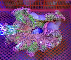 rainbow carpet anemone reef builders