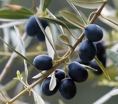 Wherever olives are grown, almost any cultivar of olive is used for both table fruit and oil. Olive Growing Sa Olive