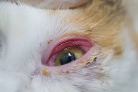 symptoms of feline herpes a review of