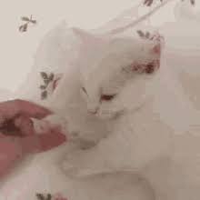 Posts ️ generate ⭐ top kek. White Cat Gifs Tenor