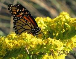 do monarch caterpillars eat anything