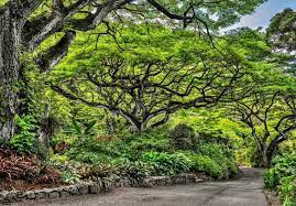 waimea valley falls botanical gardens