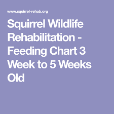 Squirrel Wildlife Rehabilitation Feeding Chart 3 Week To 5