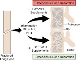 natural bone repair