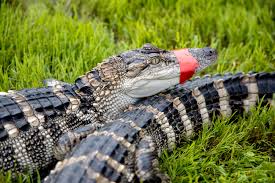 Alligators — Louisiana Ag in the Classroom