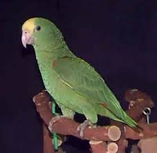 Amazon Parrots Amazon Parrot Guides All Types Of Amazon Birds