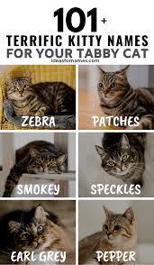 Perfect name for your perfect pet. 101 Terrific Tabby Cat Name Ideas For Your New Cat Or Kitten