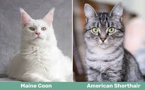 maine vs american shorthair cat